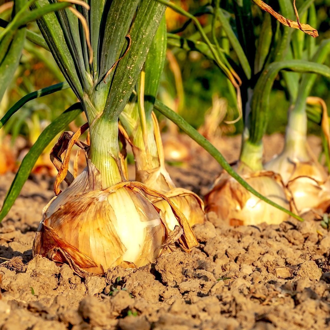 Organic Texas Early Grano Onion Plant (Allium Cepa) Seeds
