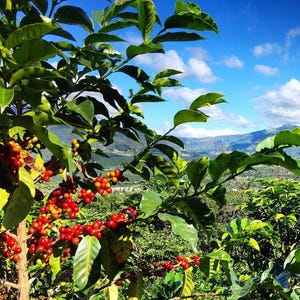 Organic Arabica Coffee Plant Seeds - Guatemalan Variety