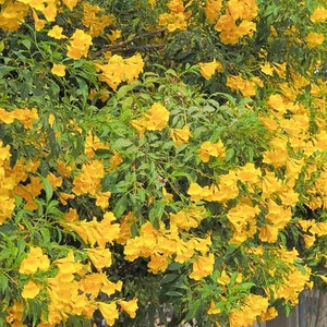 Yellow Elder Tree Tecoma Stans Seeds image 2