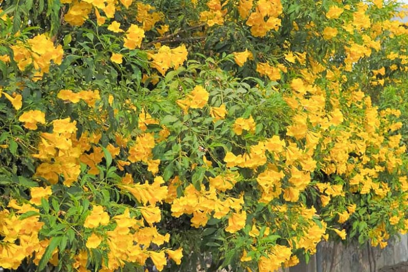 Yellow Elder Tree Tecoma Stans Seeds image 2