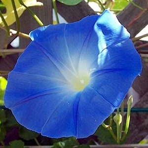 May include: A close-up of a vibrant blue morning glory flower. The flower's petals are a deep blue, fading to white and yellow at the center. Green leaves and stems are visible in the background, with a wooden trellis.