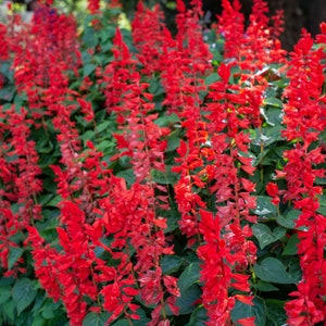 Scarlet Sage Salvia Plant Salvia Coccinea Seeds image 1