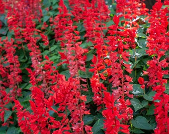 Semillas de salvia escarlata (Salvia coccinea)