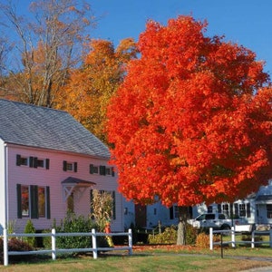 Red Maple Tree (Acer Rubrum) Seeds - Northern Variety