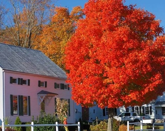 Red Maple Tree (Acer Rubrum) Seeds - Northern Variety