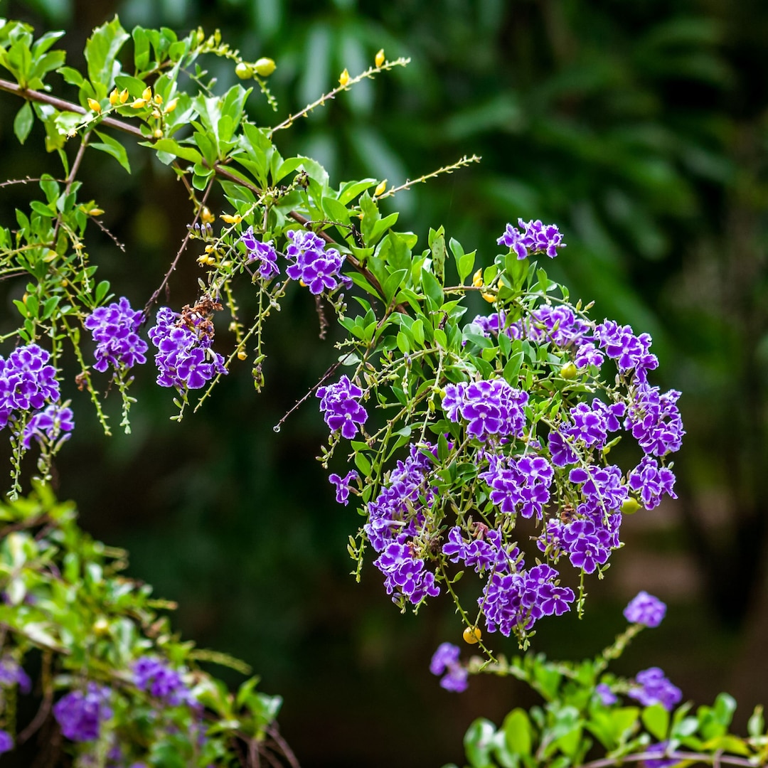 Sapphire Shower Plant (duranta Erecta) Seeds - Etsy