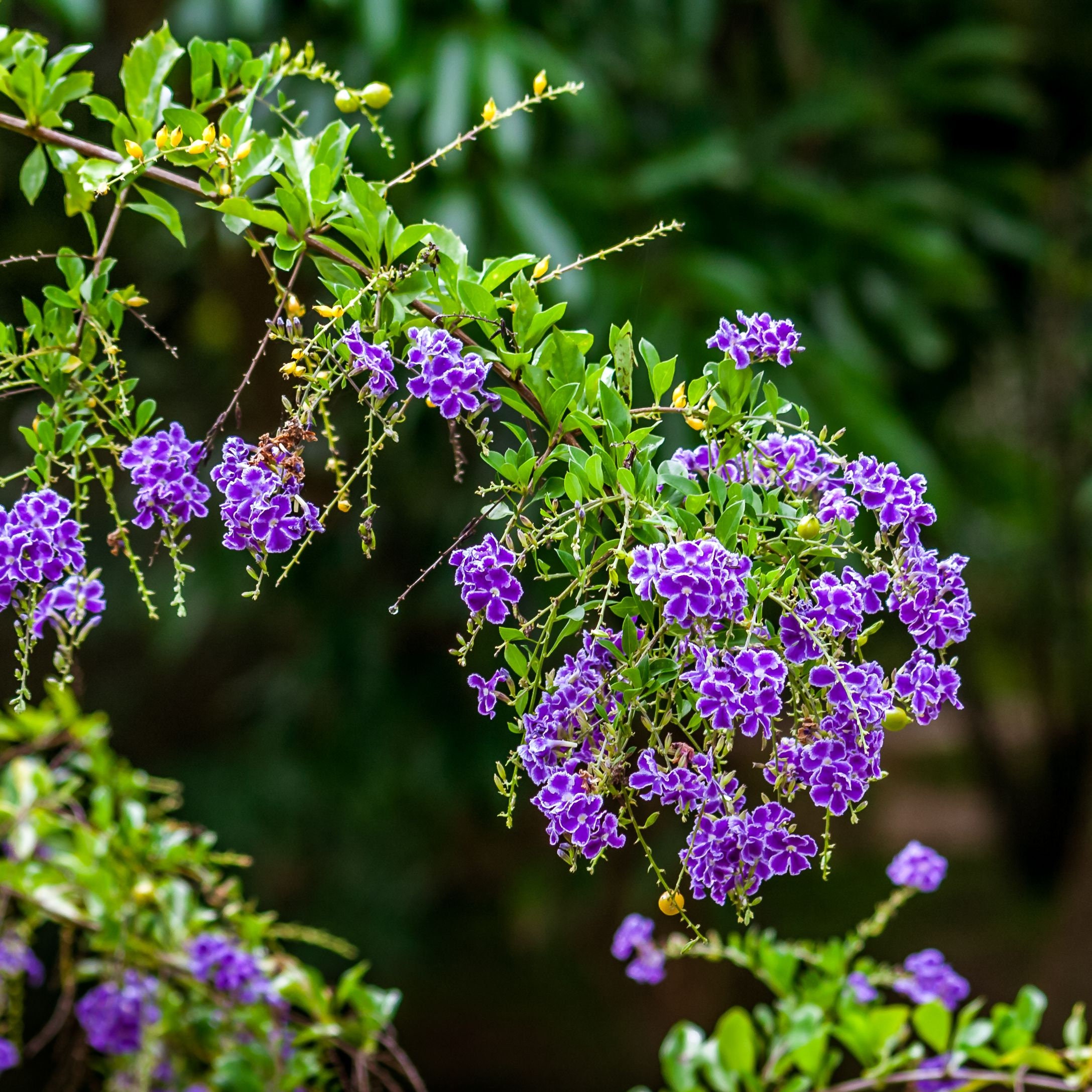 Sapphire Shower Plant (duranta Erecta) Seeds - Etsy