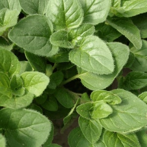 Organic Greek Oregano Plant Origanum Vulgare Seeds image 2