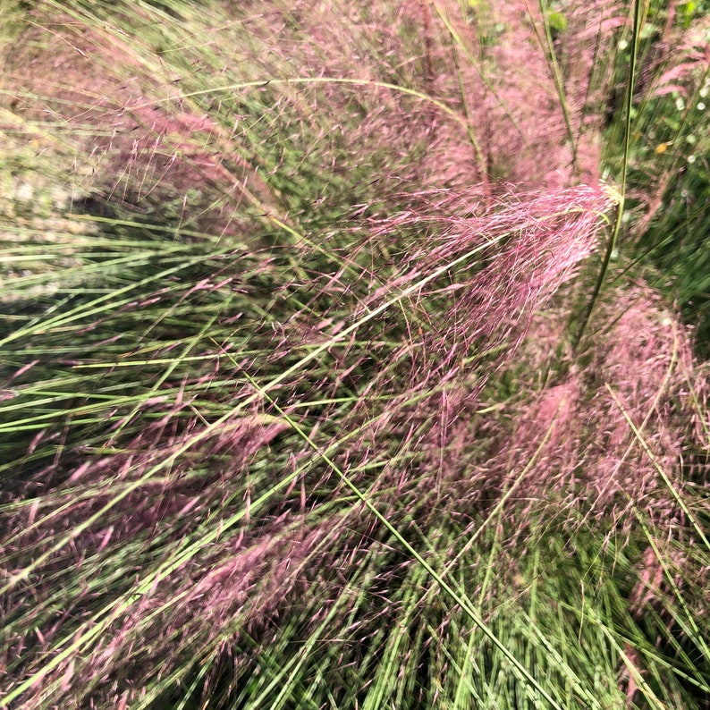 Pink Muhly Grass muhlenbergia Capillaris Seeds Etsy
