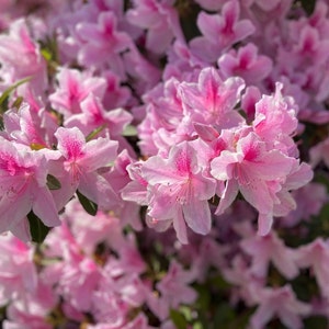 Carolina Azalea Shrub Rhododendron Carolinianum Seeds image 2