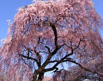 Nasiona wiśni japońskiej Higan (Prunus Subhirtella) – NOWOŚĆ NA ROK 2025