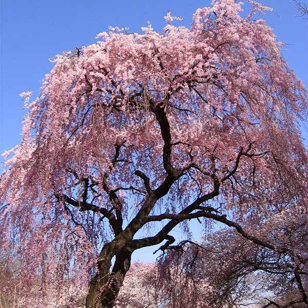 Graines de cerisier japonais à fleurs Higan (Prunus subhirtella)