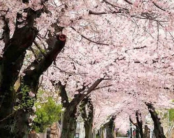 ソメイシヨシノ 樹齢16年 大型成木 約5m植木★引取限定 桜 蕾多数 ソメイヨシノ（Prunus Yeodensis）の種子 - 2025年新発売 - Etsy 日本