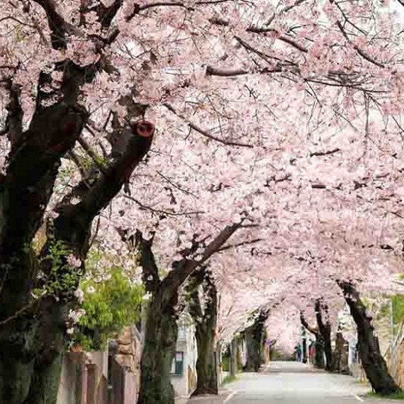 ❇️チェリー❇️ Kanhizakura Japanese Flowering Cherry Tree (prunus