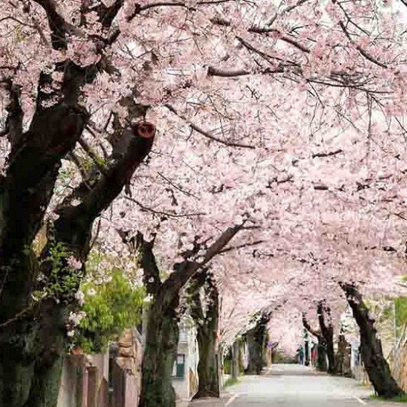 A bottle of essential oil with pink japanese kwanzan cherry