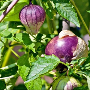 Biologische tomatilloplant (Physalis Philadelphica) zaden