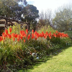 Red Hot Poker Ornamental Grass Kniphofia Uvaria Seeds image 4