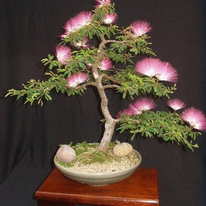 Mimosa Persian Silk Tree Albizia Julibrissin Seeds image 9