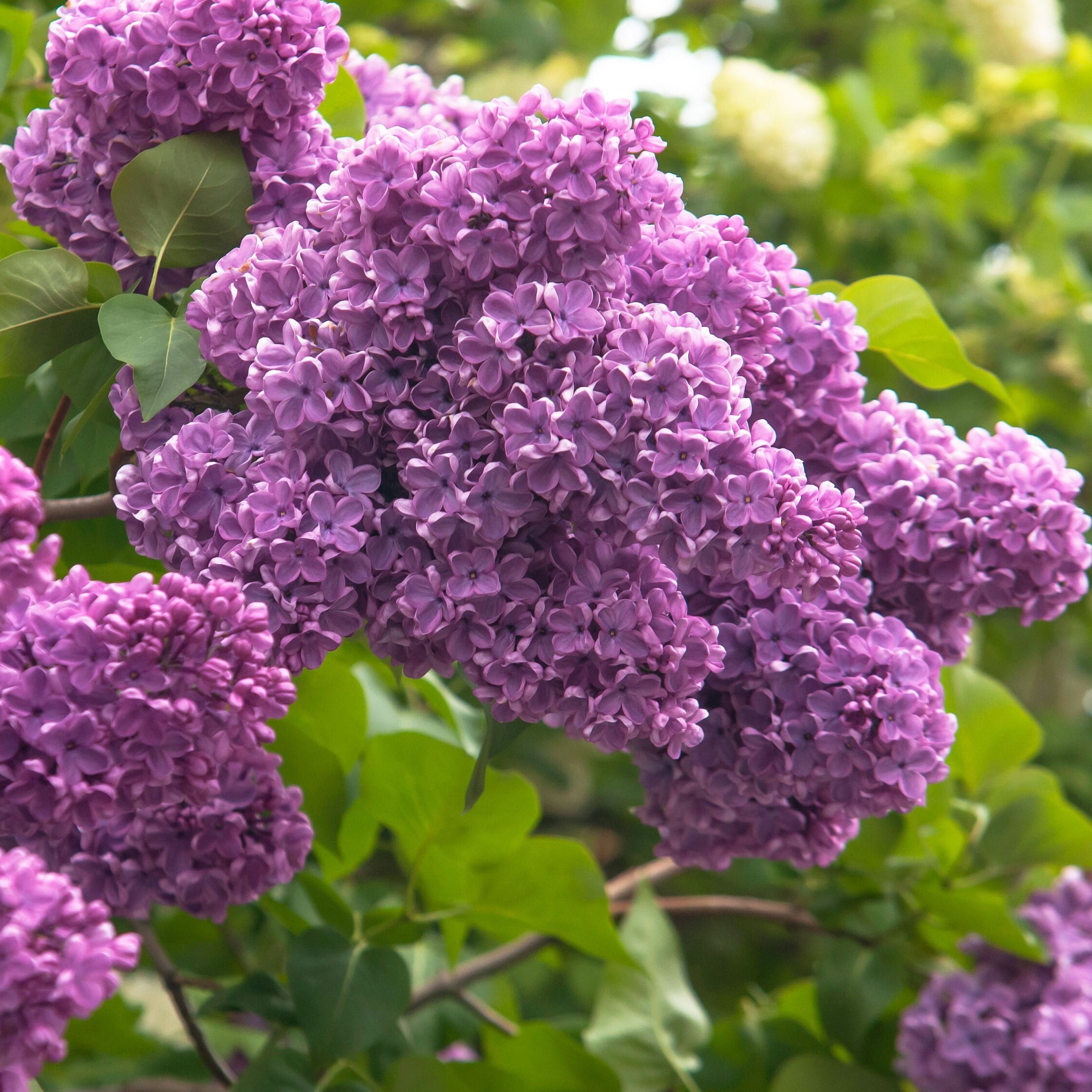 Lilac Tree Shrub syringa Vulgaris Seeds Etsy