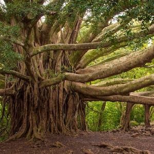 Banyan Tree (Ficus Benghalensis) Seeds