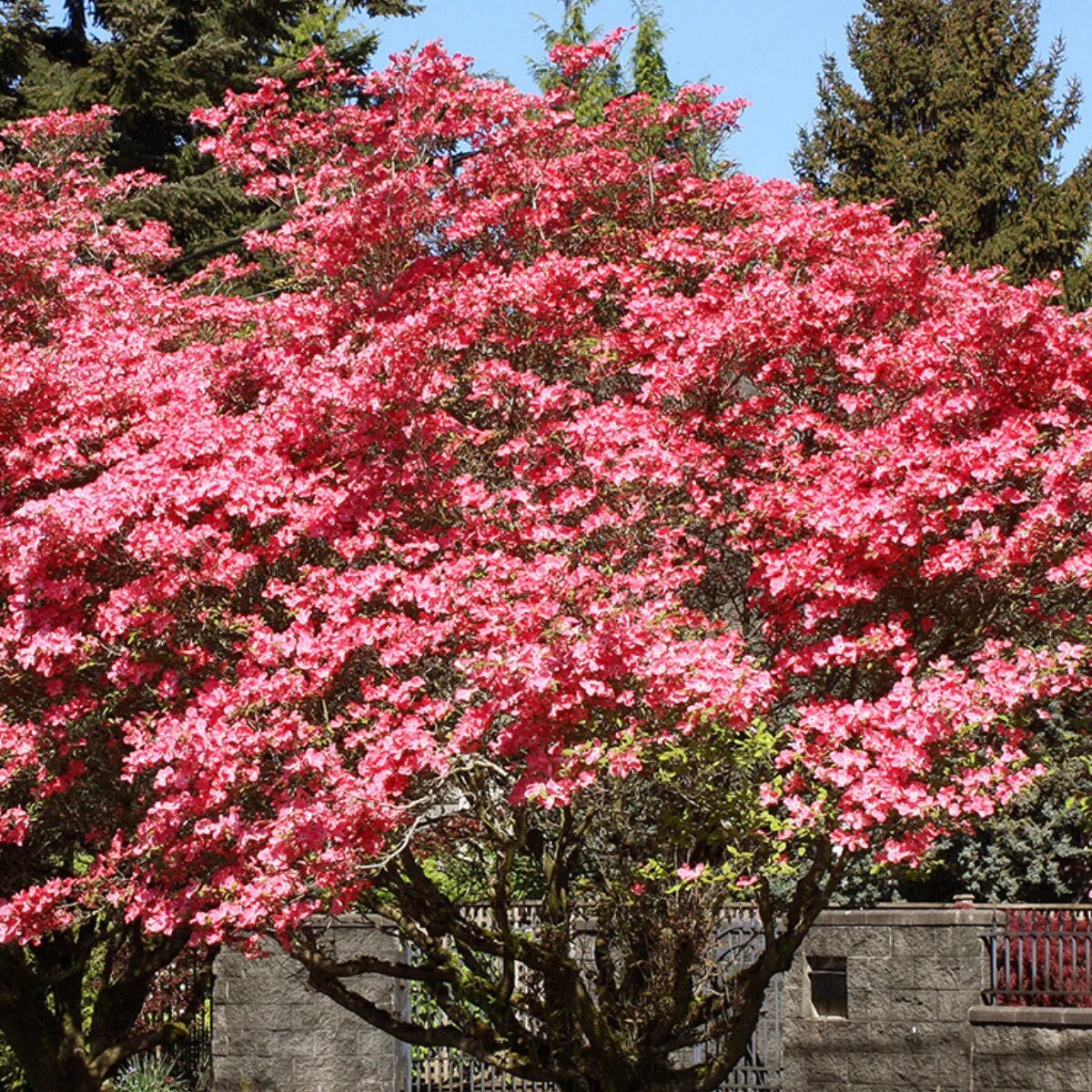 Cherokee Brave Flowering Dogwood Tree (cornus Florida 'cherokee Brave ...