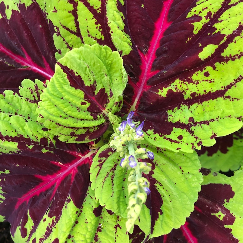 Coleus Rainbow Flower Plectranthus Scutellarioides Seeds image 3