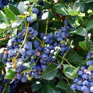 Organic Highbush Blueberry Vaccinium Corymbosum Seeds image 1