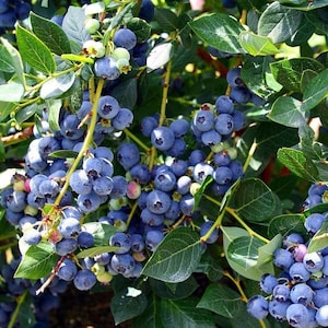 Organic Highbush Blueberry (Vaccinium Corymbosum) Seeds