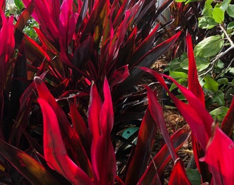 Chili Pepper Cordyline Ti Plant Seeds - NEW FOR 2024