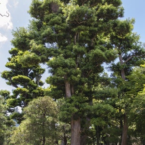 Japanese Black Pine Tree Pinus Thunbergii Seeds image 2