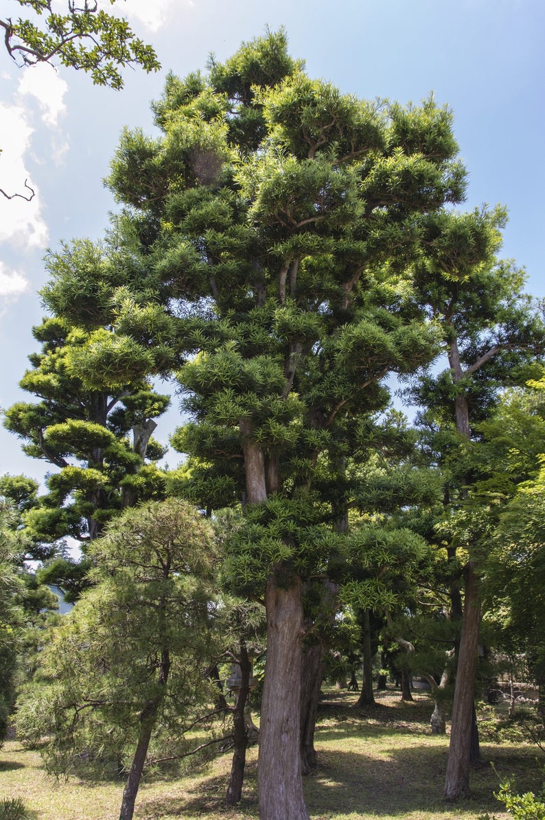 Japanese Black Pine Tree Pinus Thunbergii Seeds image 2