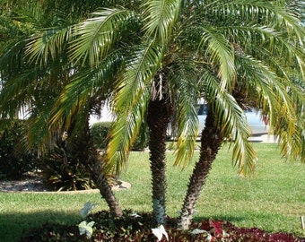 Semillas de palmera datilera pigmea (Phoenix Roebelenii)