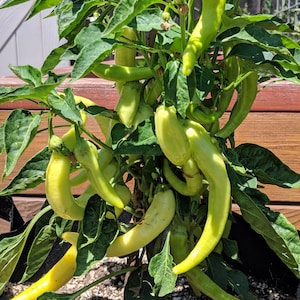 Organic Banana Pepper Plant (Capsicum Annuum) Seeds