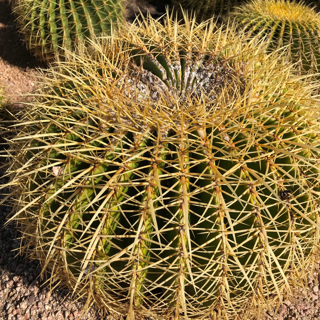 Golden Barrel Kaktus Pflanze (Echinocactus Grusonii) Samen - Etsy Schweiz
