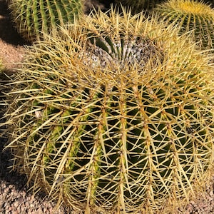 Semillas de cactus barril dorado (Echinocactus grusonii)