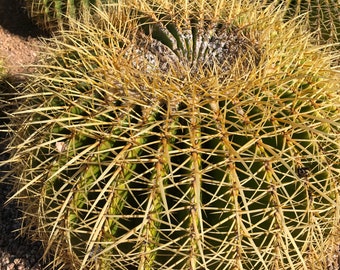 Golden Barrel Cactus Plant (Echinocactus Grusonii) Seeds