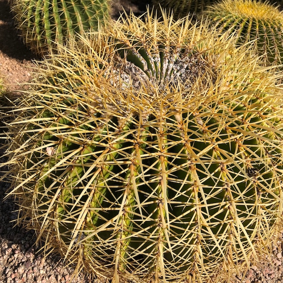 gymnocalycium spegazzinii Gymnocalycium spegazzinii – Cyprus Cactus main image 1