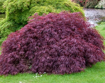 Tamukeyama Japanese Maple Tree (Acer Palmatum 'Tamukeyama') Seeds - NEW FOR 2024