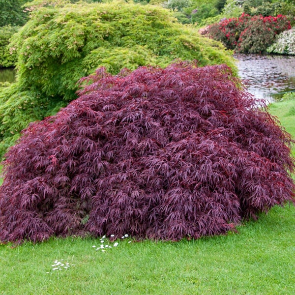 Tamukeyama Japanese Maple Tree (Acer Palmatum 'Tamukeyama') Seeds - NEW FOR 2024