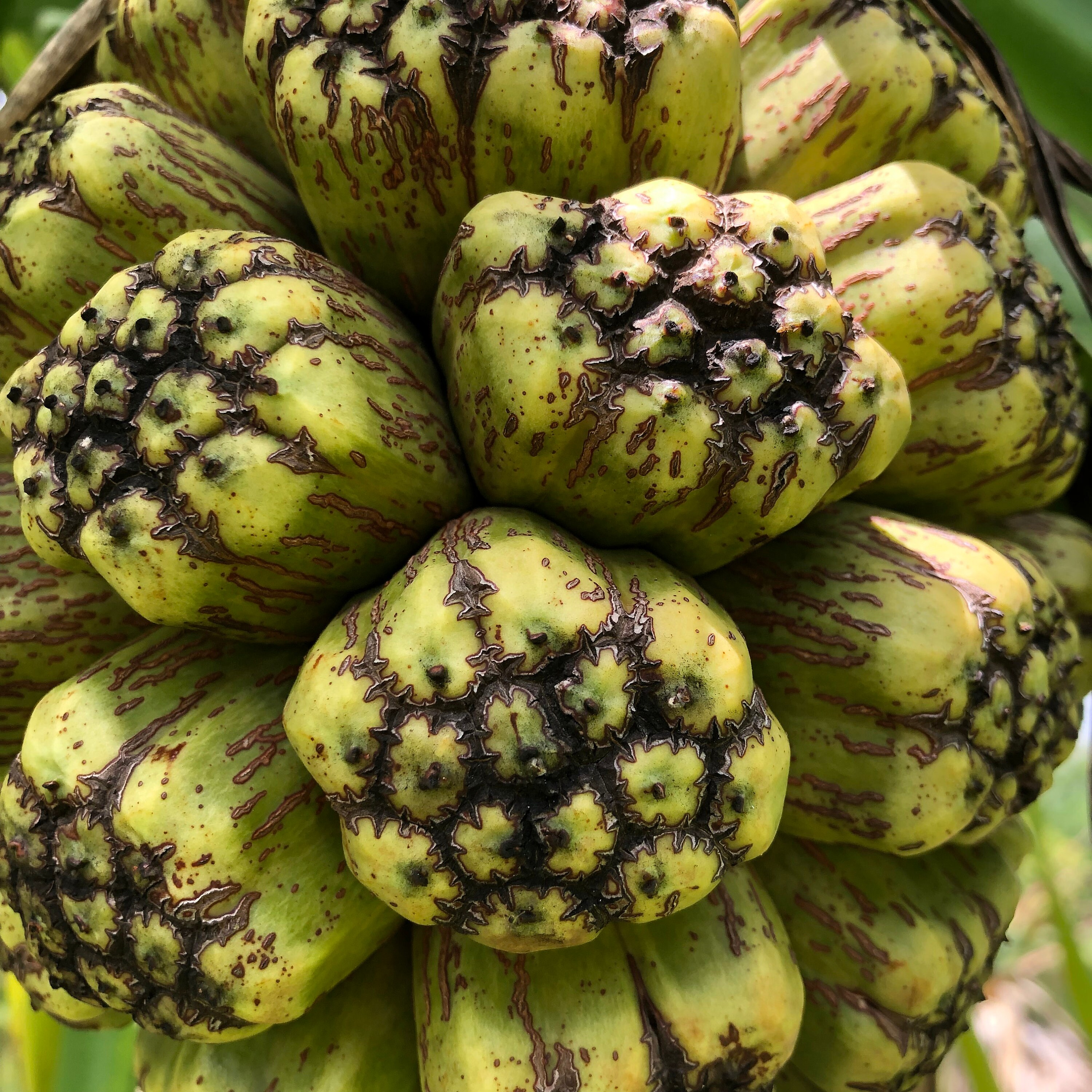 Pandan "screwpine" Tree (pandanus Amaryllifolius) Seeds - LIMITED BATCH -  Etsy