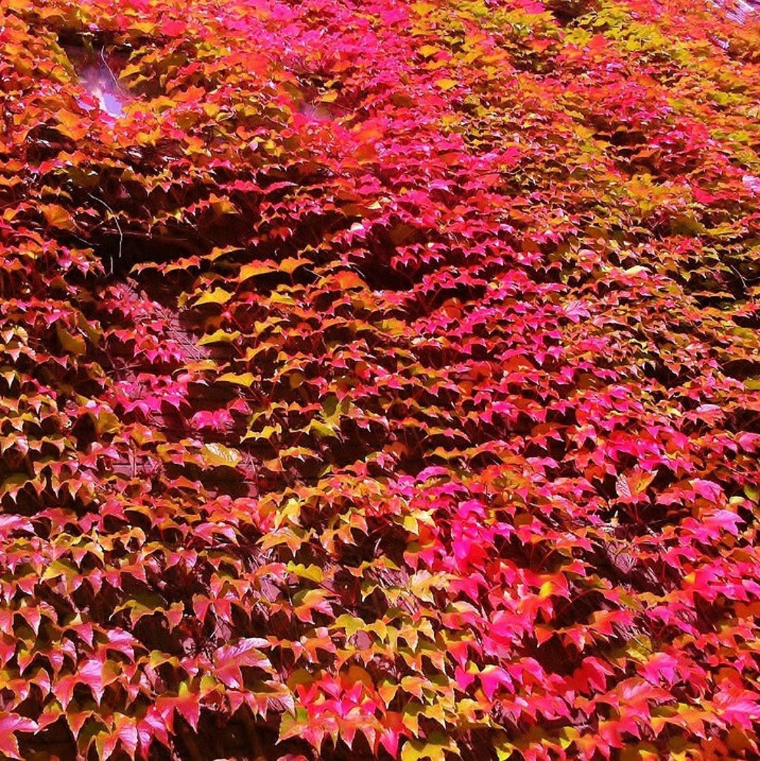 Virginia Creeper Ornamental Vine Plant parthenocissus Quinquefolia