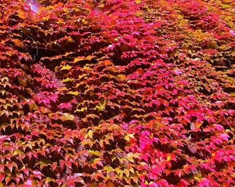 Virginia Creeper Ornamental Vine Plant (Parthenocissus Quinquefolia) Seeds