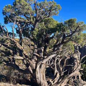 Puede incluir: Un enebro grande y maduro con un tronco marrón grueso, nudoso y desgastado que presenta profundos surcos verticales. El árbol tiene numerosas ramas retorcidas y desnudas que se extienden hacia afuera, coronadas con densos grupos de follaje verde vibrante.
