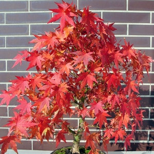 Japanese Amur Maple Tree Acer Tataricum Ginnala Seeds image 3