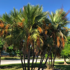 Everglades Palm Tree Acoelorrhaphe Wrightii Seeds image 2