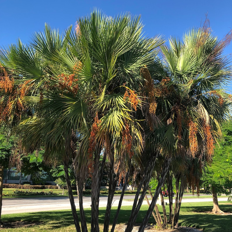 Everglades Palm Tree Acoelorrhaphe Wrightii Seeds image 2