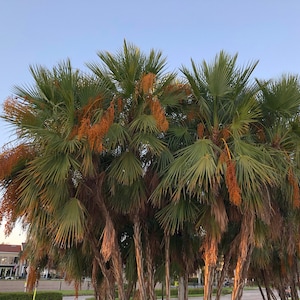 Everglades Palm Tree Acoelorrhaphe Wrightii Seeds image 3