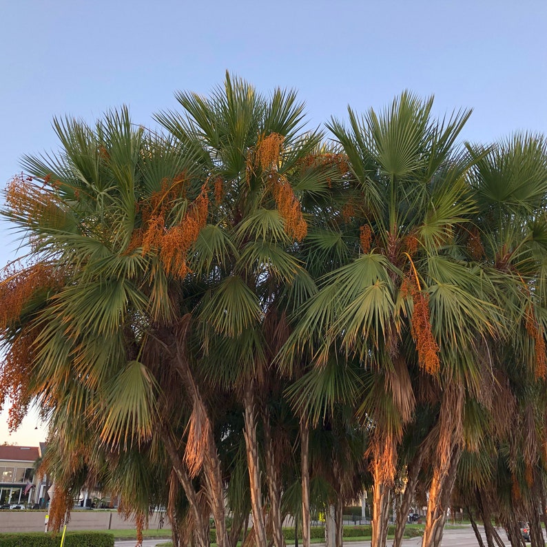 Everglades Palm Tree Acoelorrhaphe Wrightii Seeds image 3