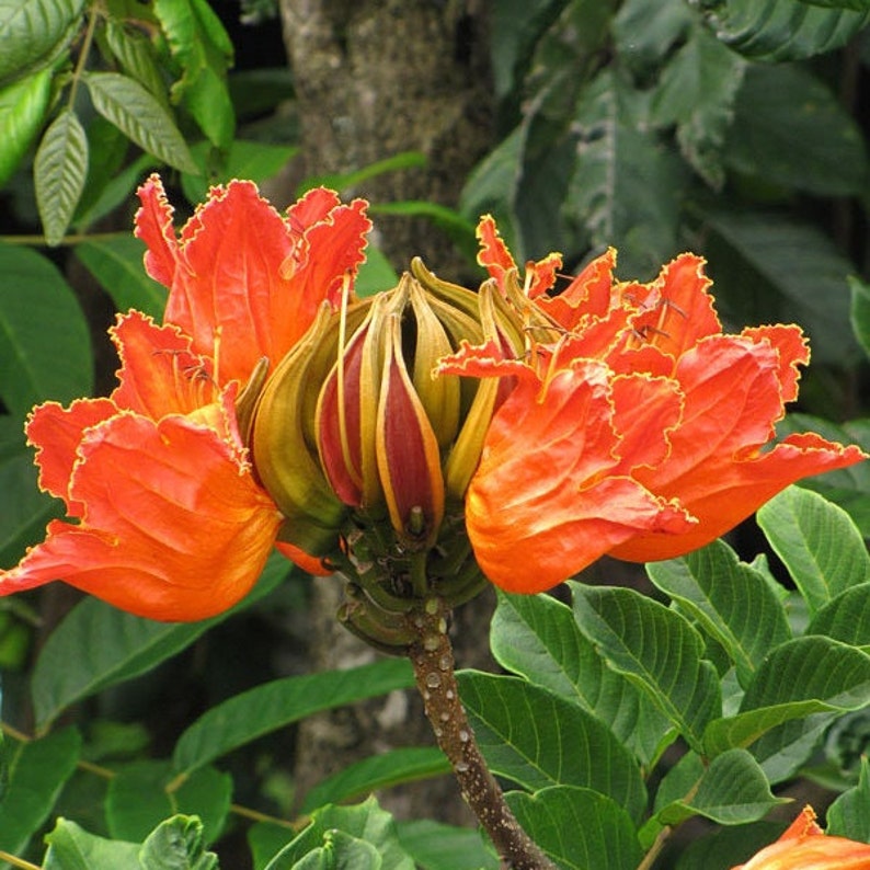 African Tulip Tree Spathodea Campanulata Seeds image 3