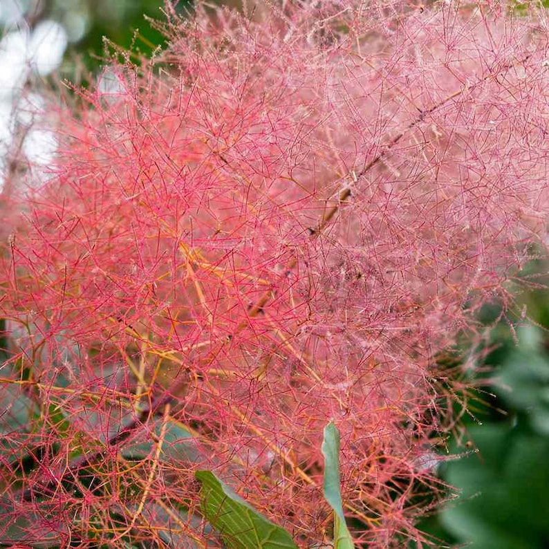 Smoke Tree Cotinus Coggygria Seeds image 4